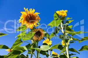 Beautiful yellow sunflowers against blue sky background