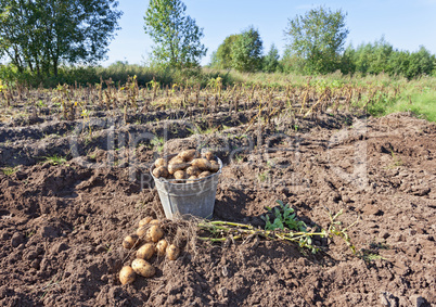 Harvest of organically grown new potatoes