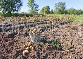 Harvest of organically grown new potatoes