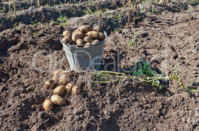 Harvest of organically grown new potatoes