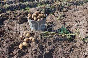 Harvest of organically grown new potatoes