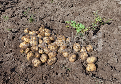 Harvest of organically grown new potatoes