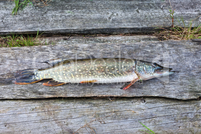 Freshwater fish pike lying on the wooden boards