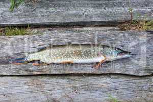 Freshwater fish pike lying on the wooden boards