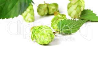 Blossoming hop on white background