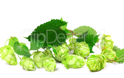 Blossoming hop with leaves