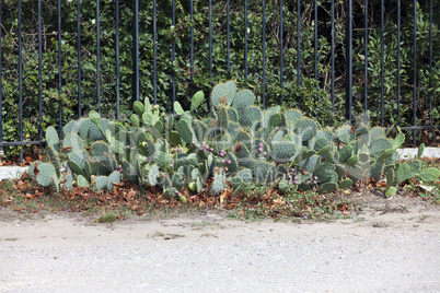 Wild wachsender Feigenkaktus