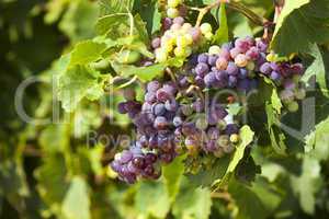 Weintrauben im Sommerlicht