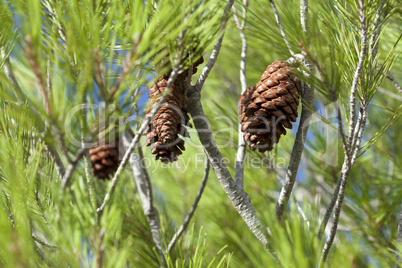 Nahaufnahme Pinienzapfen am Baum