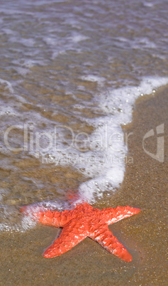 Seestern am Strand