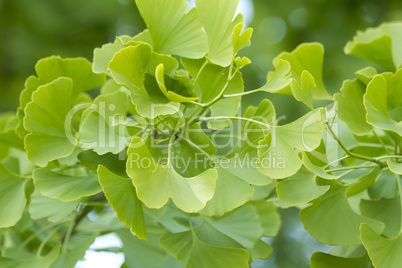 ginkgo biloba