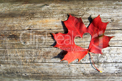 Maple-Leaf to cut the heart