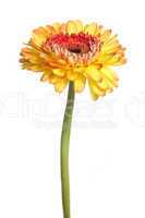 gerbera