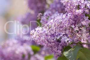 lilac in detail