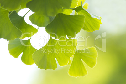 ginkgo