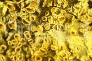 yellow lichen