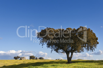 Holm oak