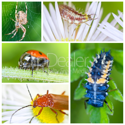 Insekten Collage