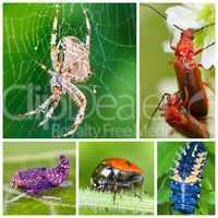 Insekten -Collage