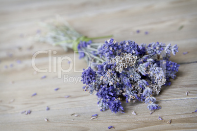 Lavendel