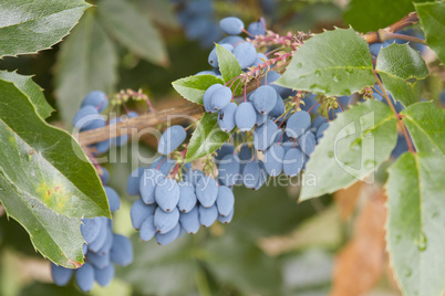 Mahonie- Mahonia aquifolium