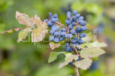 Mahonie- Mahonia aquifolium