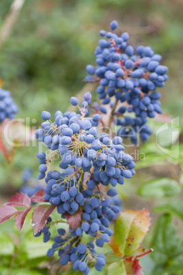 Mahonie- Mahonia aquifolium