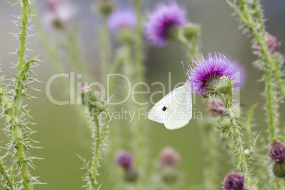 Distel mit kohlweißling