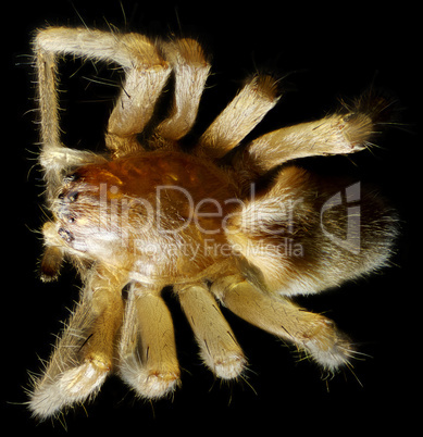 Spider under the microscope (Araneae, Arane)