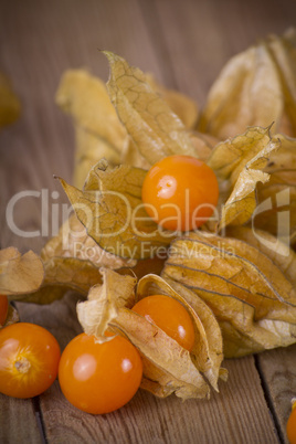 Physalis