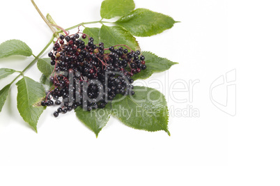 Holunderbeeren