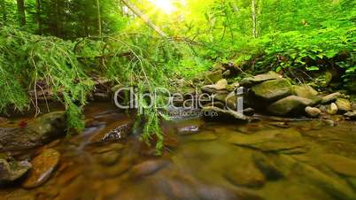 forest stream