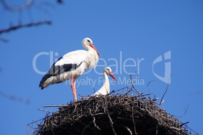 Couple of storks in their nest