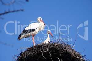Couple of storks in their nest