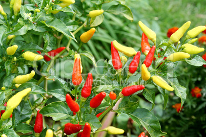 Fresh Chillies