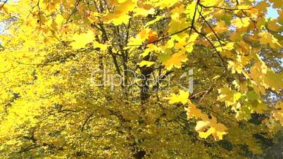 Herbst Bäume Slowmotion