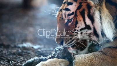 Siberian tiger eating