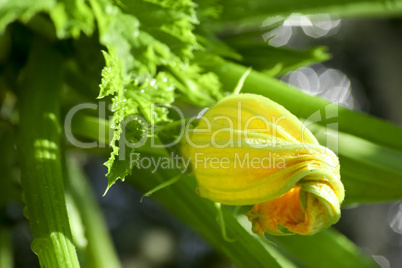 zucchiniblüte