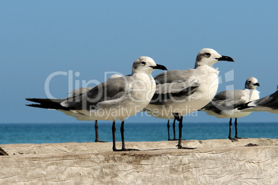 Native Yucatan Seagulls