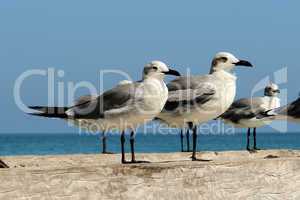 Native Yucatan Seagulls