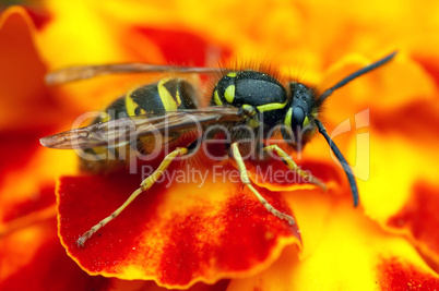 social wasp on the flower
