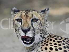 hunting leopard