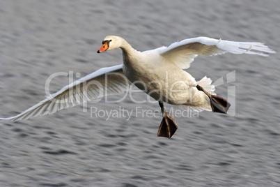 flying swan