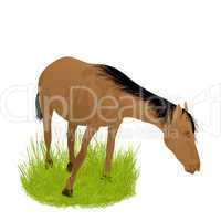 Horse in the grass