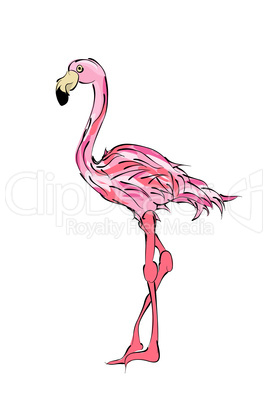 Flamingo