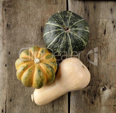 Squash Collection