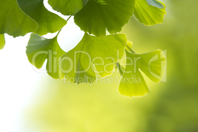 ginkgo biloba