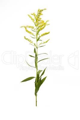 Kanadische Goldrute- Solidago canadensis