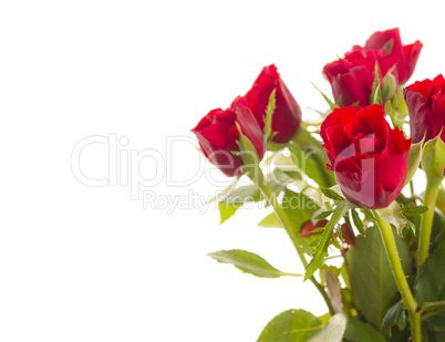 red roses