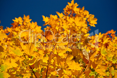 Ahorn in der Herbstsonne